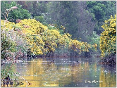 I took this shot when i kayaked up the creek towards Shelharbour Village.
