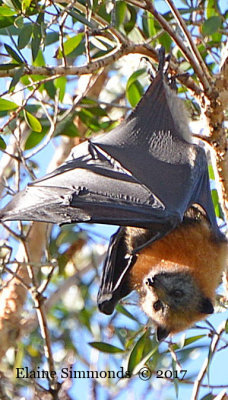These extremely rare and
endangered Flying Foxes
are still in residence in 
the wetlands across from out house.
I finally managed to get some photographs
on a sunny day. 
The flying foxes usually sleep during the day,
so I was lucky to get this shot.