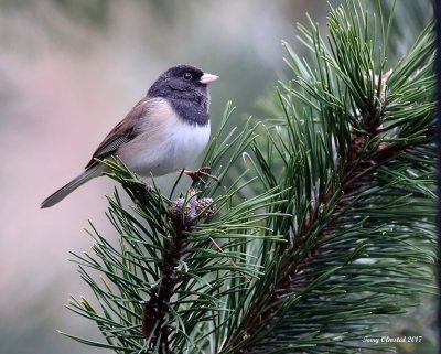 3-30-2017 Dark-eyed Junco