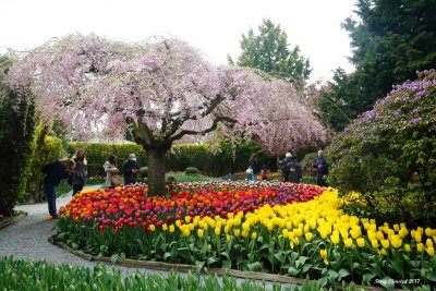 4-13-2017 More of the Tulip Festival