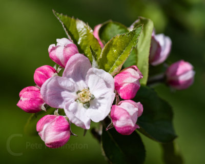 Apple blossom from our garden