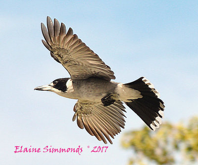 These birds sing beautifully
but are very aggressive.
There were a pair of them trying
to move into our area.
The native minas were defending their
territory very bravely.