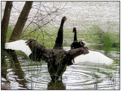 A family of swans.