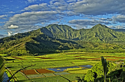 Hanalei Valley