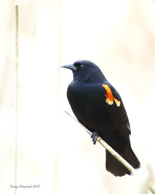 4-27-2017 Redwing Blackbird at the Edmonds Marsh