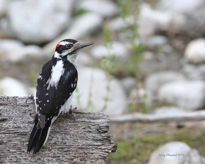 5-28-2016 Hairy Woodpecker On the Wenatchee River