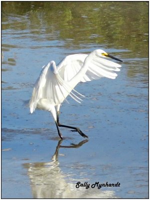This young Egret was in the little lake in front of my cabin. I love watching them dance around and finally catch a fish.