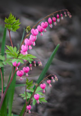 Bleeding Hearts-1.jpg