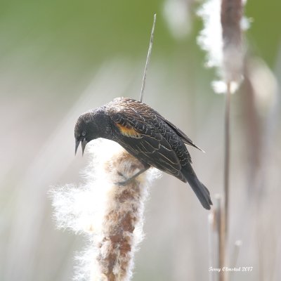 5-8-2017 One-year Juvenile Red-wing Blackbird