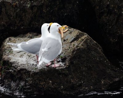 4-26-2017 Gulls and Starfish