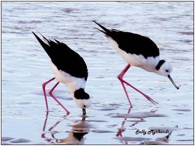 I see these two Stilts everyday at low tide.
This shot was taken at sunrise.