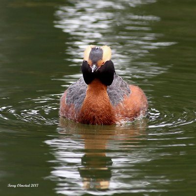 5-5-2017 Horned Grebe in breeding plumage