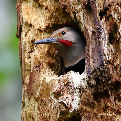 5-12-2017 Northern Flicker in its burrow