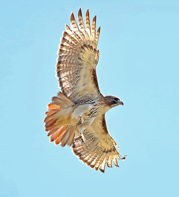 The Shy Red-Tail