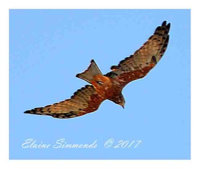 I chased this bird after looking for
parrots. High above my head I took a pic
with fingers crossed.
Michael, this is the photograph I mentioned
in my comments to you.
