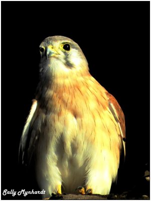 I have become so fond of a family of Kestrels.
They are usually sitting in the crevices of a rocky shore habitat at barrack Point I usually see them on an early morning walk and this morning i was lucky to see them again.