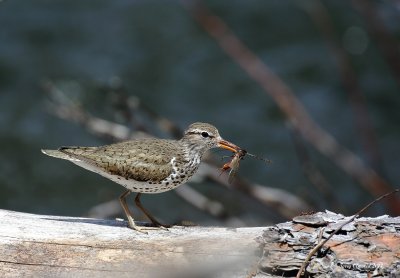 5-21-2017 Spotted Sandpiper with dinner