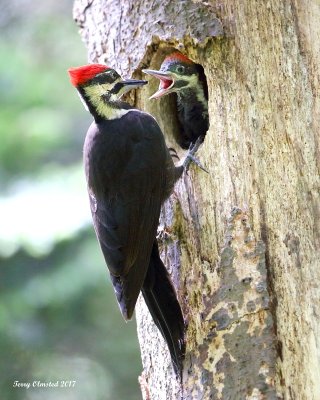 6-1-2017 Pileated Woodpecker tending her nest