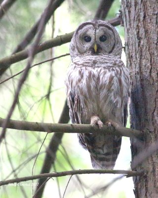 5-30-2017 Barred Owl on Pine Ridge