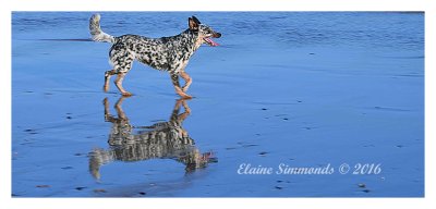 My dog with reflection at the beach.
She is a rescue dog from Lightning Ridge,
far northern NSW, famous for its opal mines.
Naturally, her name is Opal.