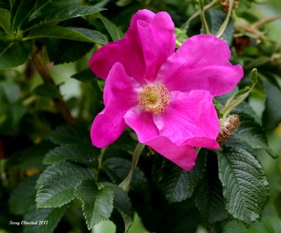 6-3-2017 Wild Rose