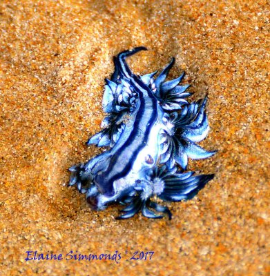 I came across this incredibly rare find when walking along the beach. It is an extremely poisonous
Blue Sea Dragon, stranded in a small puddle at low tide.
This creature kills blue bottles and absorbs their poison.
I wanted to return it to the sea but luckily my son dissuaded me. I realised my good fortune when I returned home and researched my find.