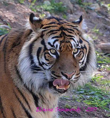 This tiger had just
devoured a chicken neck
at
Dubbo Western Plains Zoo