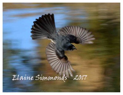 I was enthralled watching
this aerobatic willy wagtail
for over an hour on the banks of
The Macquarie River in Dubbo last
week.