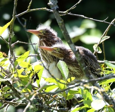 6-29-2017 What's better than a green heron chick?