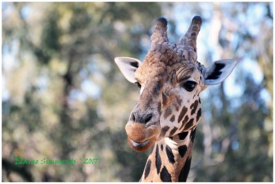 This photograph was taken on
World Giraffe Day at Dubbo Zoo.
One can pay $7 extra to feed the giraffes.
I wish I had done it.  They curled their beautiful blue
tongues around the carrots very carefully before gently removing them from the hand offering the food.