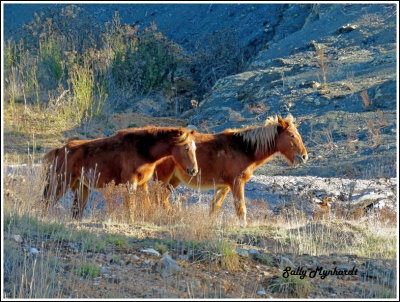 WILD HORSES. 
They are called BRUMBIES in Australia.
lt is very rare to get this close to them.
I spotted these two at the foot of the Snowy Mountains.
I think they are very beautiful.