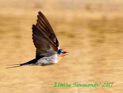 This swallow is so named because
it is usually the bird that welcomes
seafarers to the coast.
They are extremely fast and acrobatic as
they dip and dive.