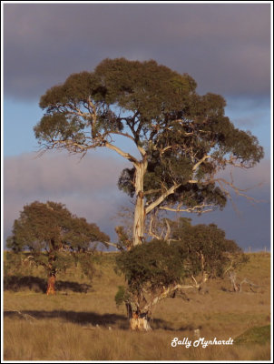 I have always found these trees very attractive.So many shapes and sizes!
This shot  was taken near Port Augusta.
I am leaving for South Africa and will be away for four weeks.I will be visiting my family. Yippee!