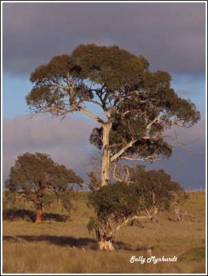 Gum Tree