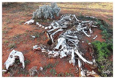 KANGAROO BONES AT ROADSIDE
IN THE RED CENTER.
'Roo skeletons in the Red Center
are a common sight as Roos frequently
jump in front of moving vehicles.
lt's quite rare to hit two Roos at the same time.
Cars using the OUTBACK roads usually have 'ROO BARS fitted,
to prevent severe damage to the front of the vehicle.