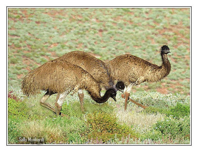 Wild EMU 
In The OUTBACK
Emu are large flightless birds
a little smaller than an Ostrich
