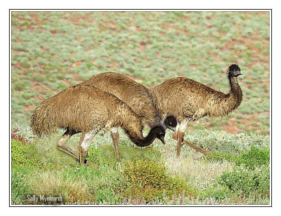 Wild EMU
In The OUTBACK
Emu are large flightless birds
a little smaller than an Ostrich