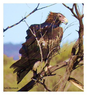 The Meanest Face ln the Outback !
A Vulture giving me an lcy Stare !