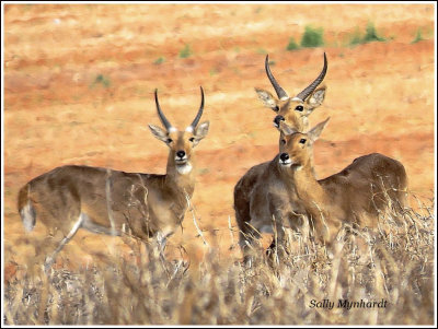 Early morning walking on the farm in Natal South Africa, i would often spot Reid Buck.They would stop and stare at me and show no fear.