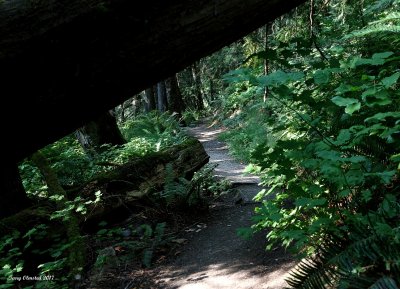 8-9-2017 trail to lower Elwha overlook