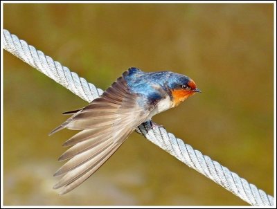 Swallow