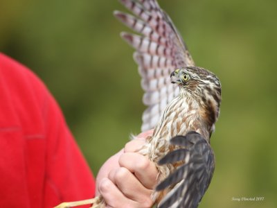 9-16-2017 Banded Sharp-shinned Hawk ready for release