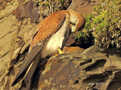 I see this Kestrel each morning on an early morning walk.
The pair have nested in the rock below Barrack point.
I have spotted the female on the nest and now waiting to see their young.
It is a difficult spot to photograph as at high tide i am up to my knees in the surf!