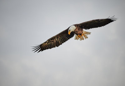 Bald Eagle