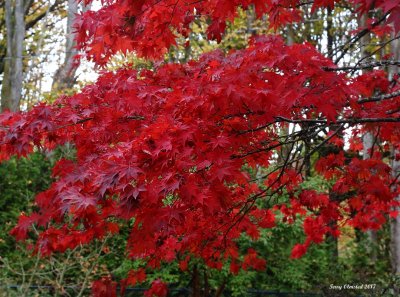 11-01-2017 Maple on Woodway Park Road