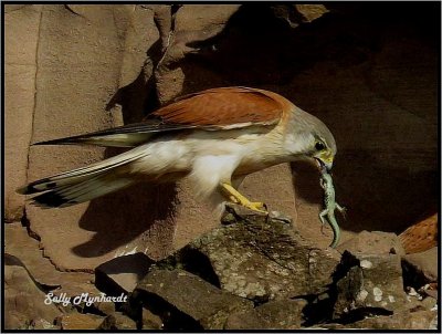 Kestrel bringing a meal of Lizard
for her 4 chicks.
The nest is in rocks facing the ocean.
We can only get there when the tide and
the sun are right at the same time.