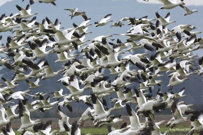 12-12-2017 Snow Geese Fir Island, Skagit Flats, Washington