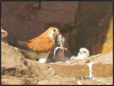 A doting mother feeding a bird to her young.
There were four in the nest.