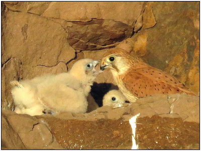I thought i would show this pic of the chick being fed.It was so special watching this family.