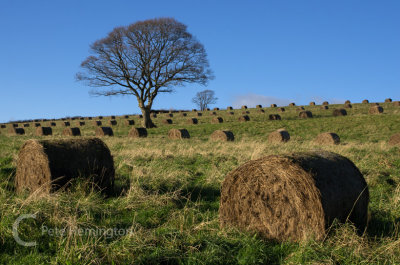 Tree and Bales